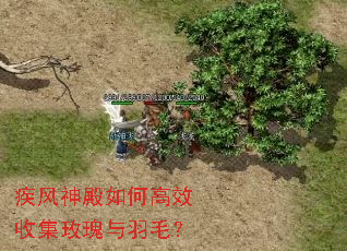 疾风神殿如何高效收集玫瑰与羽毛? 疾风神殿如何高效收集玫瑰与羽毛?